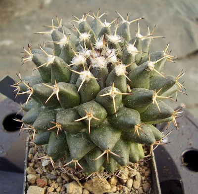 Mammillaria magnimamma 2010-293 (1).jpg