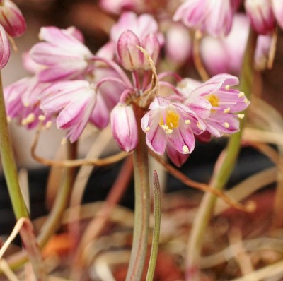 Allium sibthorpianum 2002-14 (5).jpg