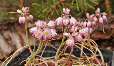 Allium sibthorpianum 2002-14 (4).jpg