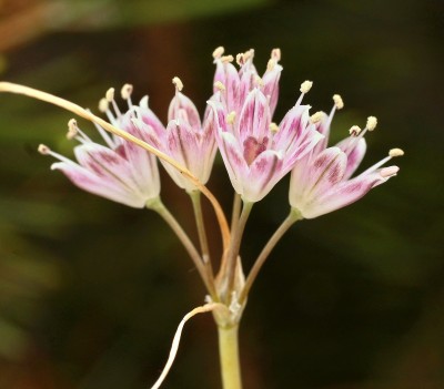 Allium brevicaule 2012-21 (1).jpg