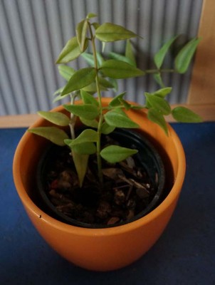 hoya3.jpg