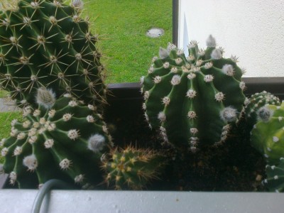 Knospen.jpg