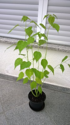 WP_20130827_048.jpg
