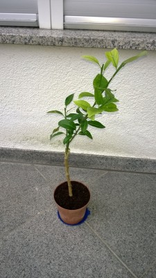 WP_20130827_046.jpg