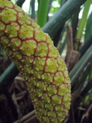 Früchte Panamapalme 2.jpg