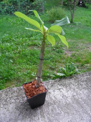 Plumi von Marcel.jpg