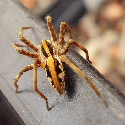 Pisaura mirabilis.jpg