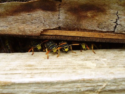 Gallische Feldwespe (2).JPG