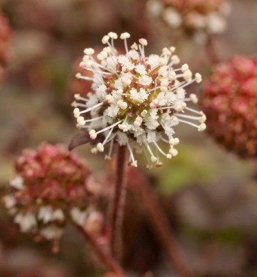 Acaena microphylla ´Kupferteppich´ (1).jpg