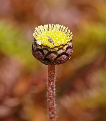 Leptinella squalida (1).jpg