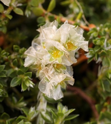 Paronychia kapela ssp. serpyllifolia (1).jpg