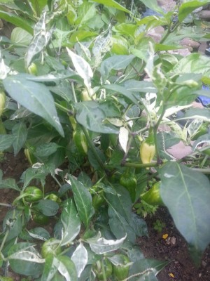 Fish Pepper.jpg