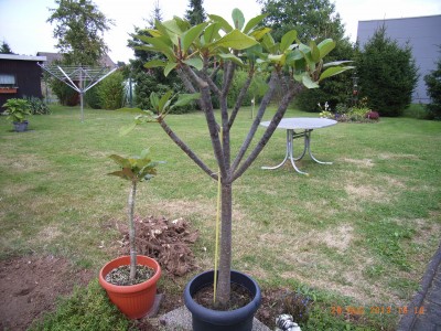 2.Stamm 7cm höhe 66cm-gesamt 1,40cm.jpg