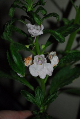 Balkon213 17203yy.jpg