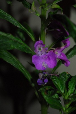 Balkon213 17202yy.jpg