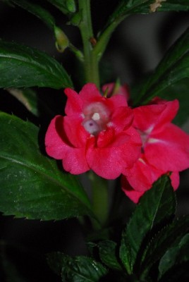 Balkon213 17201yy.jpg