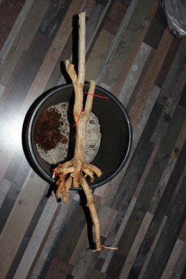 Dracaena Marginata am 30.03.2013.jpg