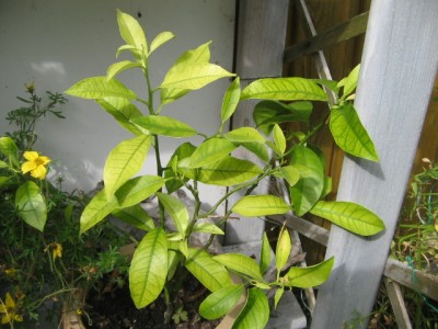 Mandarine.JPG