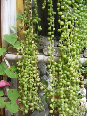 Fragen zu Sukkulenten 004.JPG