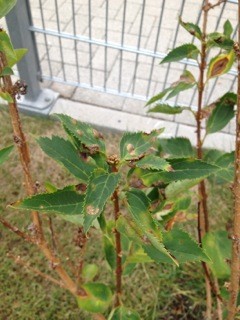 IMG_0843.jpeg