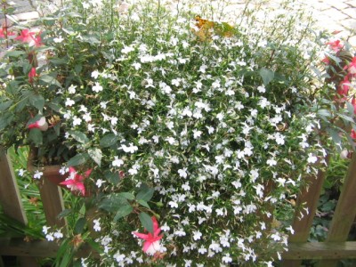 Balkonkästen 001.JPG