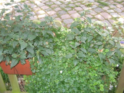 Balkonkästen 002.JPG