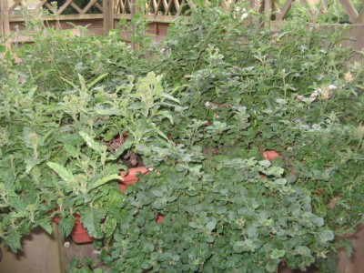 Balkonkästen 003.JPG