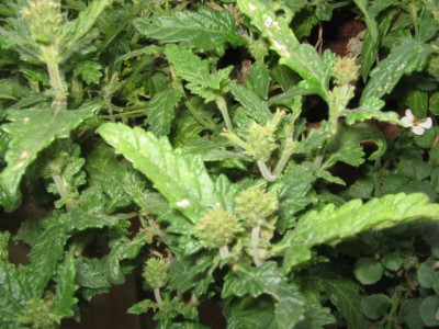 Balkonkästen 004.JPG