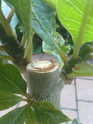 290820131819.jpg
