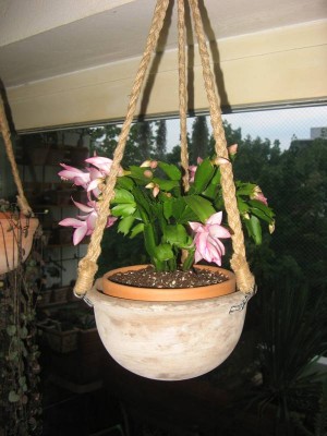 Schlumbergera-Hybride_130828_03.JPG
