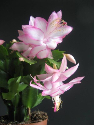 Schlumbergera-Hybride_130828_02.JPG