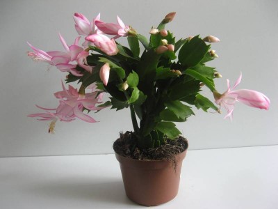 Schlumbergera-Hybride_130828_01.JPG