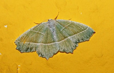 Kleinschmetterling 2 (3).jpg