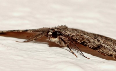 Kleinschmetterling 1 (2).jpg