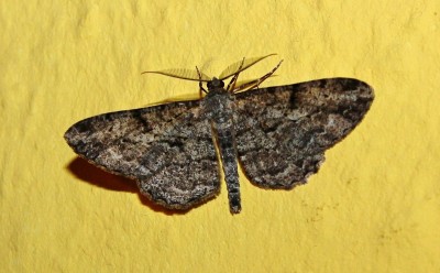 Kleinschmetterling 1 (1).jpg