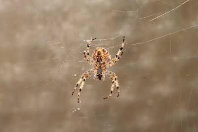Kreuzspinne (1).JPG