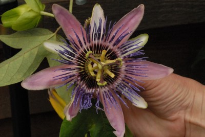 Passiflora Perfume Passion 20130830 DSC_13791.JPG