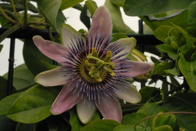 Passiflora Kaiserin Eugenie 20130830 DSC_13785.JPG