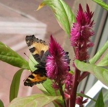 Schmetterling.jpg