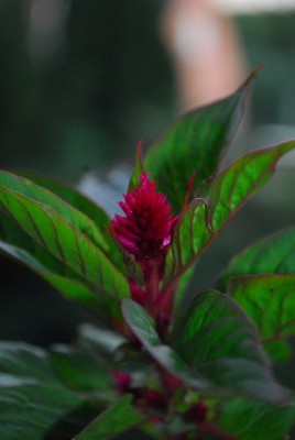 Celosia 005yy.jpg