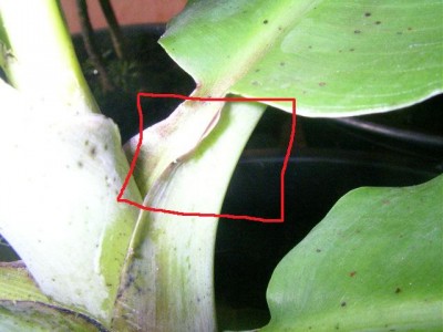 Banane 002.JPG