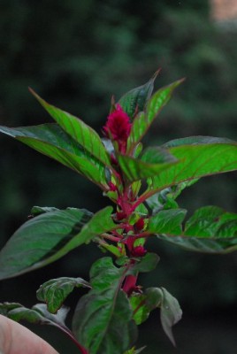 Celosia 004yy.jpg