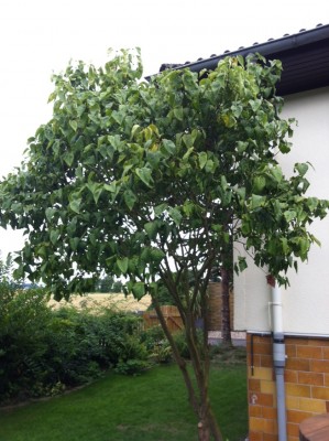 Sommerflieder1.JPG