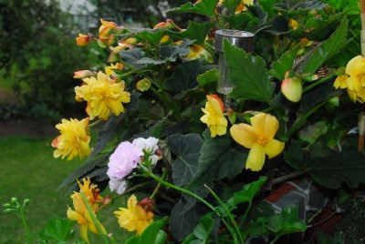 Balkon213 17218yy.jpg