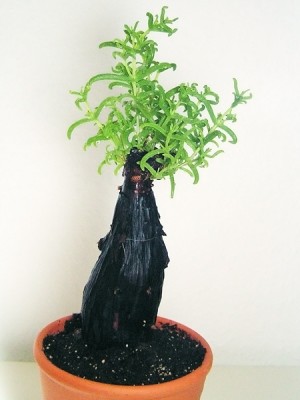 PICT0440.jpg