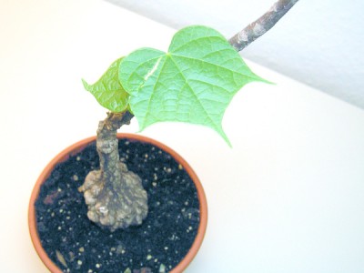 PICT0433.jpg