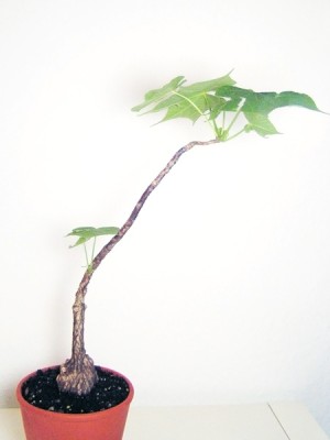 PICT0429.jpg