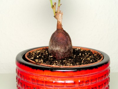 PICT0427.jpg
