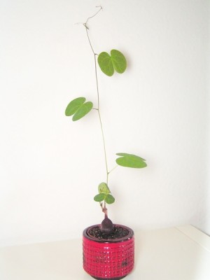 PICT0426.jpg