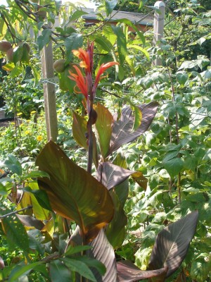 canna2.jpg